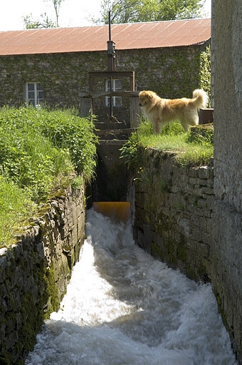 Bief d'amenée du moulin à huile.