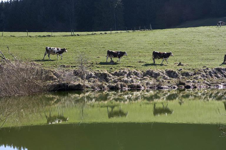 Réservoir : berge orientale et vaches.