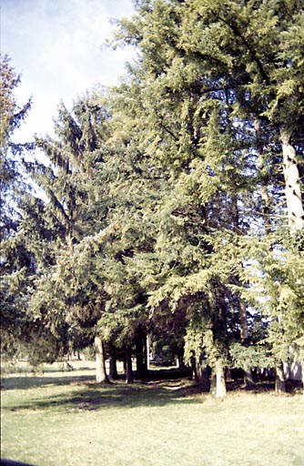 Allée d'entrée : épicéas le long du mur est.