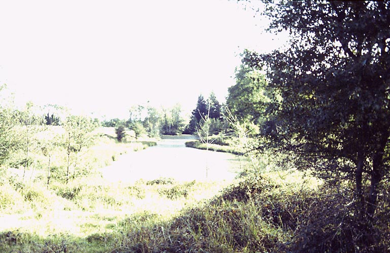 L'étang vue depuis l'ouest.