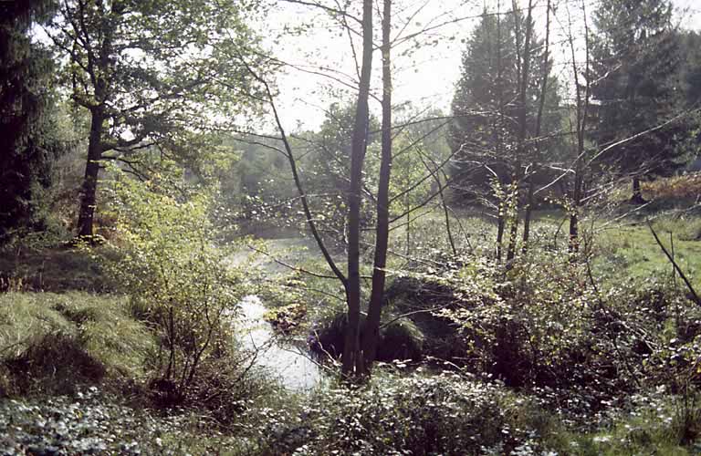 L'étang  du ruisseau.