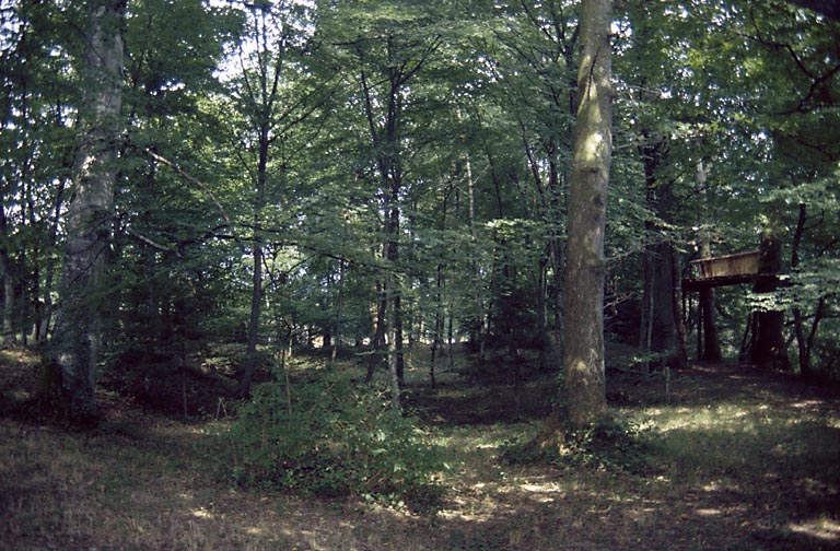 Sous-bois.