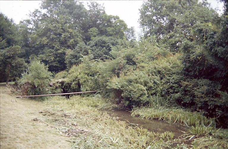 Ruisseau gagné par la végétation.
