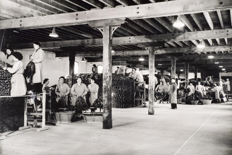 Magasin des tabacs en feuilles (bâtiment d'exploitation B). Masses de fermentation. Travaux de battage-montage par le personnel féminin.