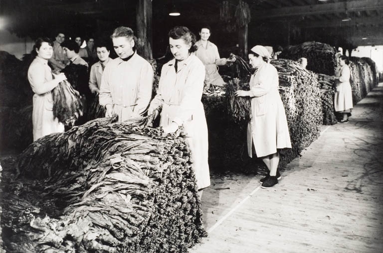 Bâtiment d'exploitation C. Masses de fermentation entièrement constituées. Travaux de retournement avec secouage par le personnel féminin.