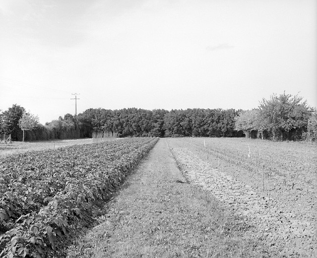 Fabrique de verdure, vue d'ensemble depuis le sud.