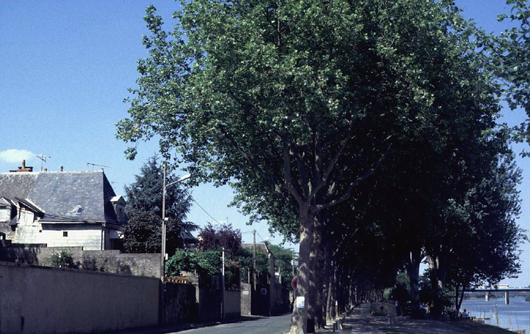 Vue de site, en bordure de Maine, à hauteur du n° 52, promenade de Reculée.