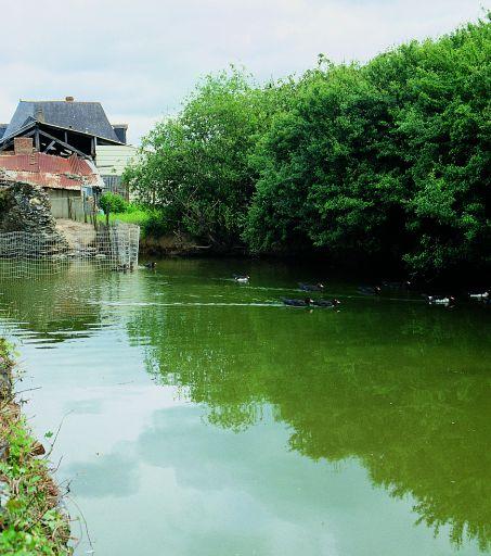 Mare aux canards en bordure du chemin, au sud de la ferme.