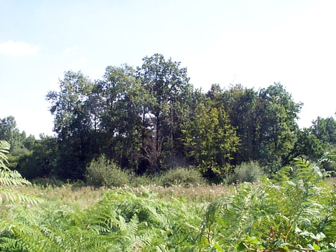 Le Ros : vestiges de la motte féodale ; Vue générale nord-ouest