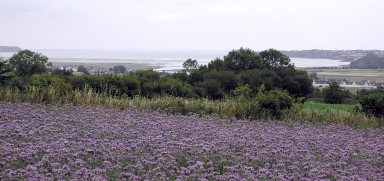 Vue générale de l'anse d'Yffiniac (photo prise depuis la Croix Orin)