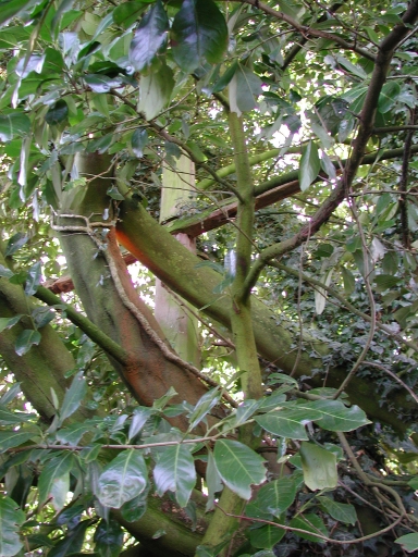 Croix de chemin, la Masure Bressac (Etrelles)