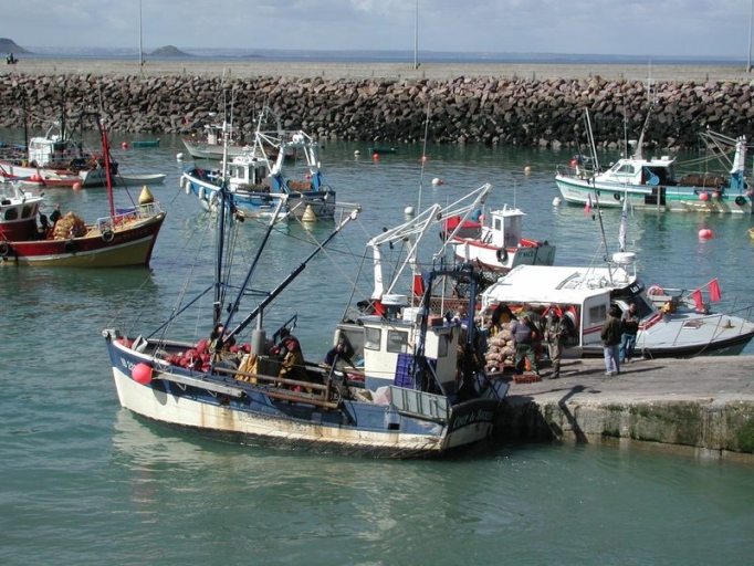 Vue générale aujourd'hui de la flottille de pêche actuelle d'Erquy, débarquant la coquille Saint-Jacques
