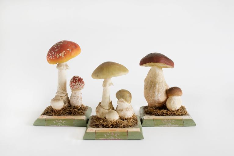 De gauche à droite : amanite muscaria, amanite phalloïde, boletus edulis