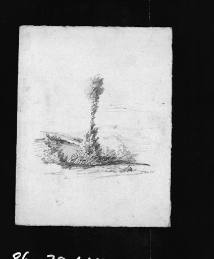 Croquis d'arbre.