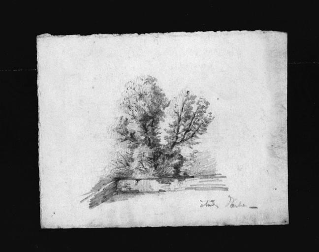 Etude d'arbre.