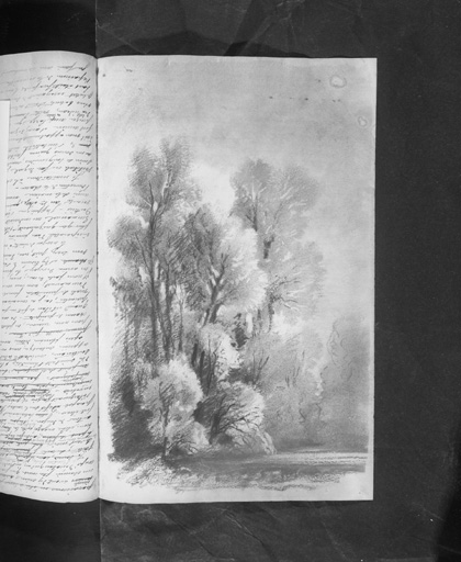 Dessin : bouquet d'arbres.