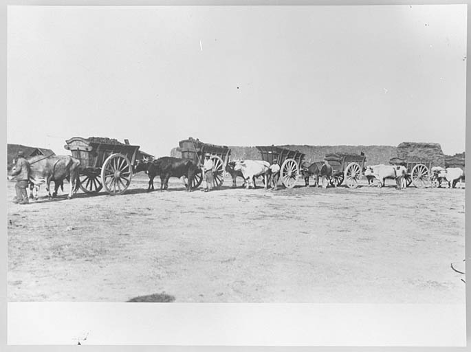 Transport de charbon vers la distillerie par charrettes de boeufs.