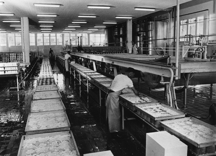 Chaîne de fabrication des fromages en faisselle (photographie des années 1950).