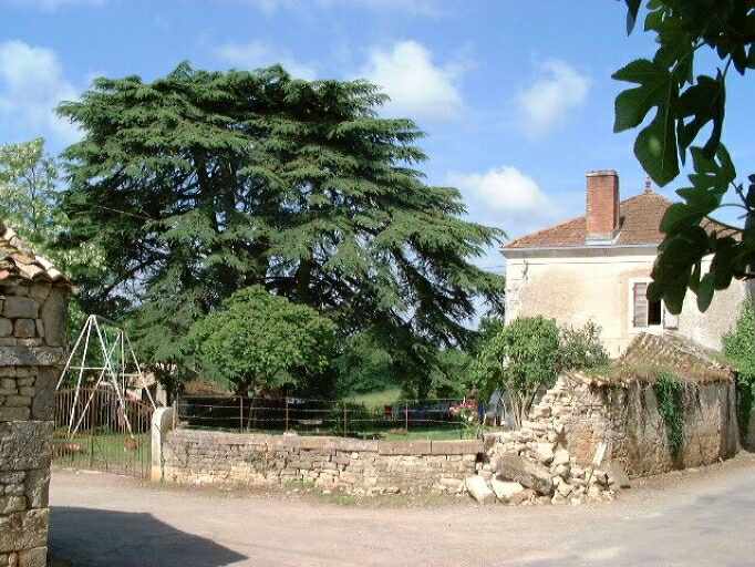 Nouveau logis, clôture de la cour et cèdre, vue prise du nord-est.
