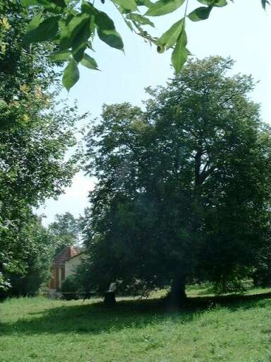Vue du tilleul dans un prè arboré, au fond la maison de plaisance.