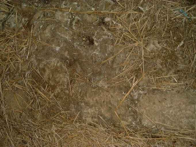 Ecurie isolée, située au sud-ouest de la ferme, intérieur, détail du pavage.