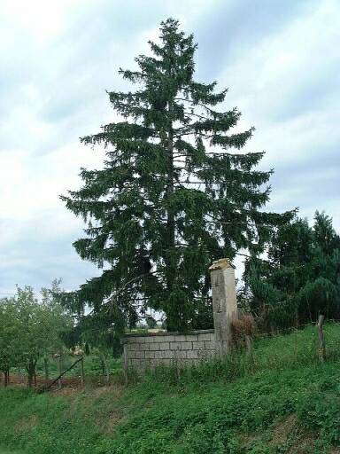 Vue d'un cimetière privé clos d'un mur de parpaings et marqué par un sapin, parcelle 1949 A1 11.