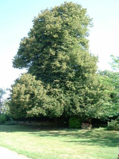 Cour, tilleul, vue prise de l'ouest.