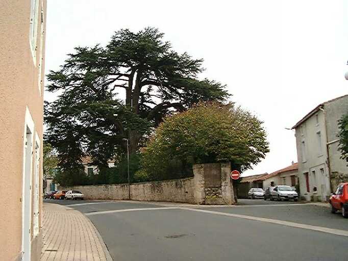 Vue du jardin avec le cèdre.