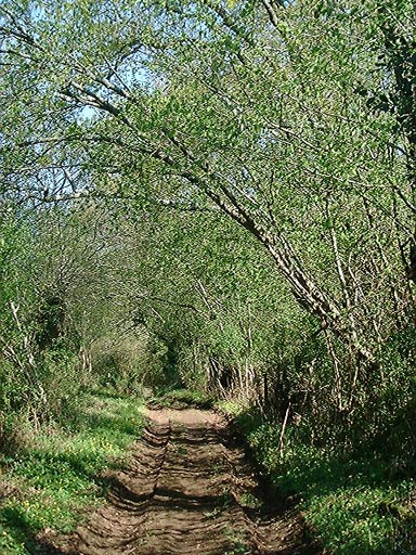 Chemin rural au Bois de la Carte.