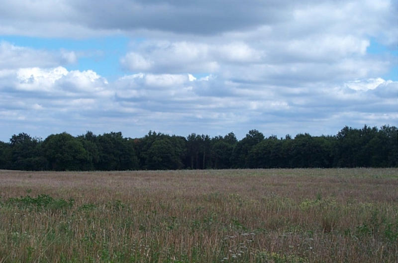 Bois des Pigeries, vue prise à proximité de Grosbost