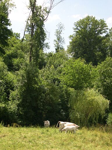 Vue prise à la Rivière, derrière la fontaine.