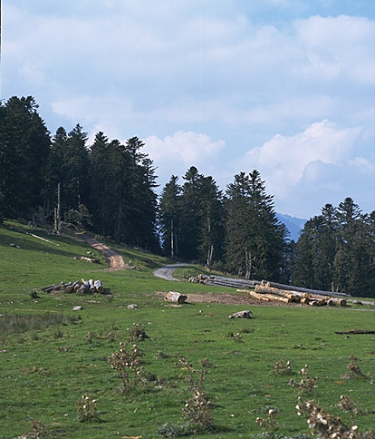 Estives au col de Beyrède.
