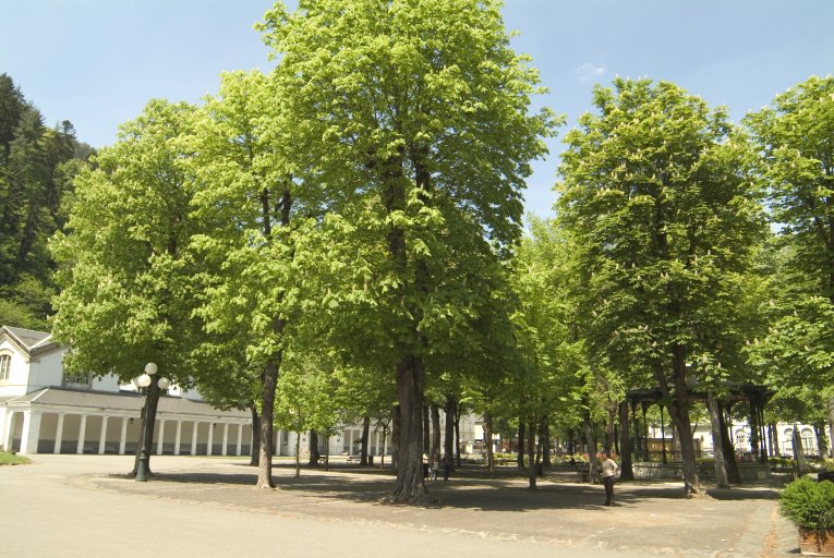 Alignements de marronniers et de tilleuls sur l'Esplanade des Quinconces.