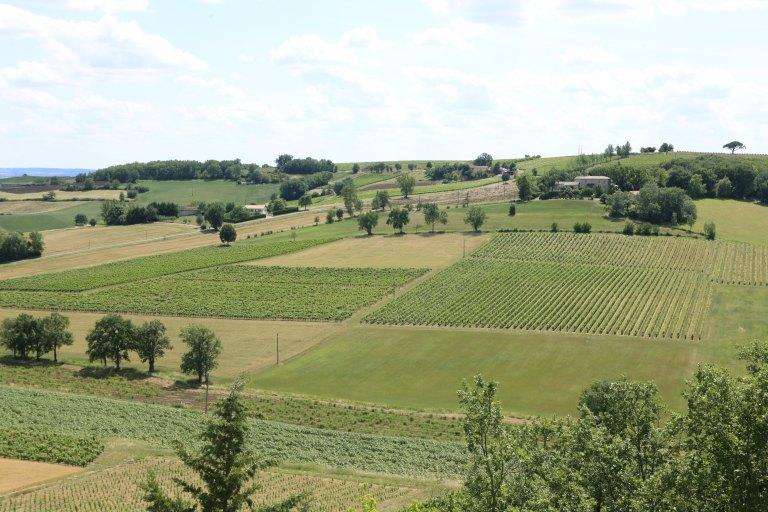 Vue des vignes au sud de Mauriac.