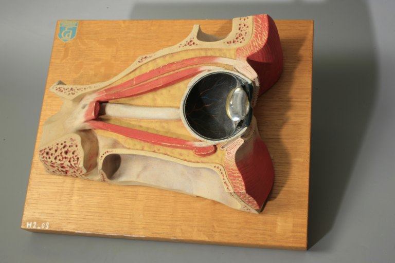 Ensemble de deux coupes d'un oeil