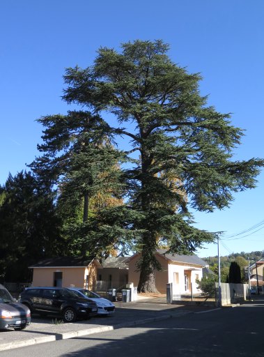 Cèdre du Liban proche de la gare : vestige de l'ancien parc Géruzet ?