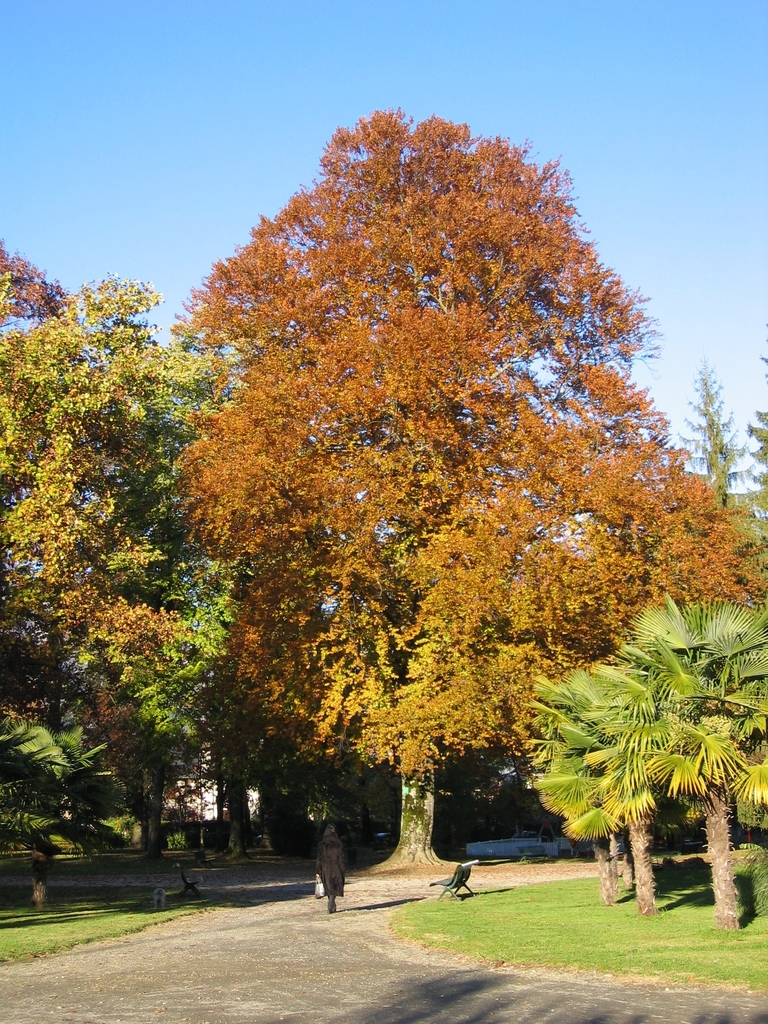 Platane en automne (le jardin avant la tempête Xynthia de février 2010).