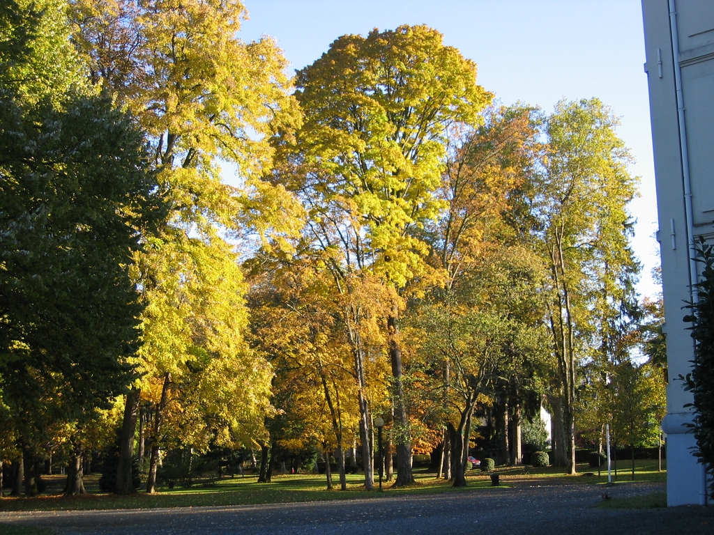 Les arbres feuillus du parc en automne (le jardin avant la tempête Xynthia de février 2010).