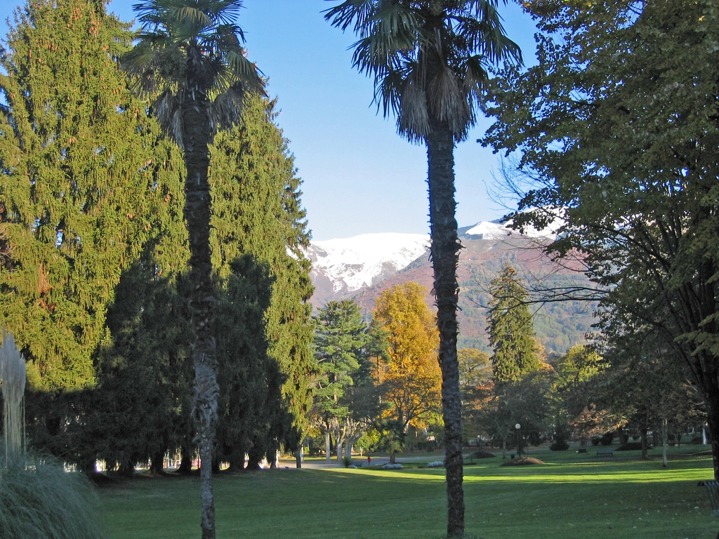 Perspectives sur les conifères du parc (le jardin avant la tempête Xynthia de février 2010).