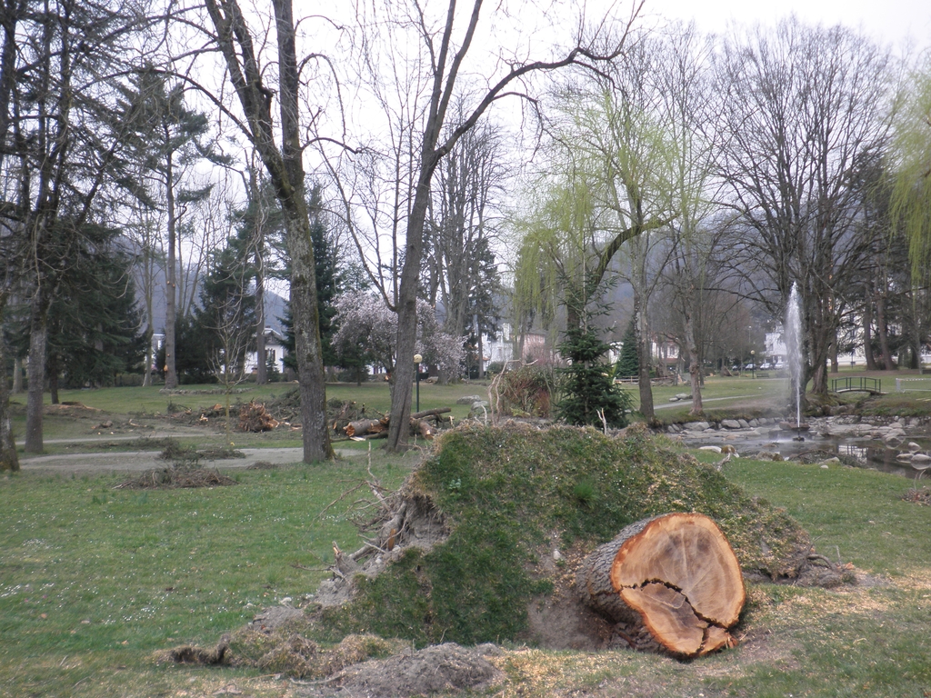 Effets de la tempête Xynthia : arbres brisés, nombreuses souches arrachées.