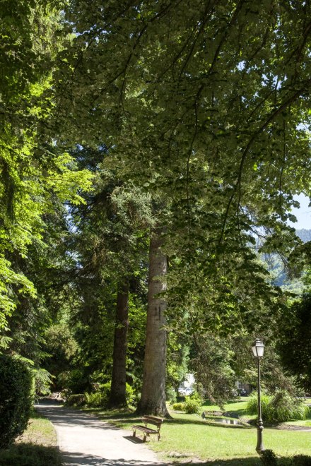 Vue d'une allée du parc.