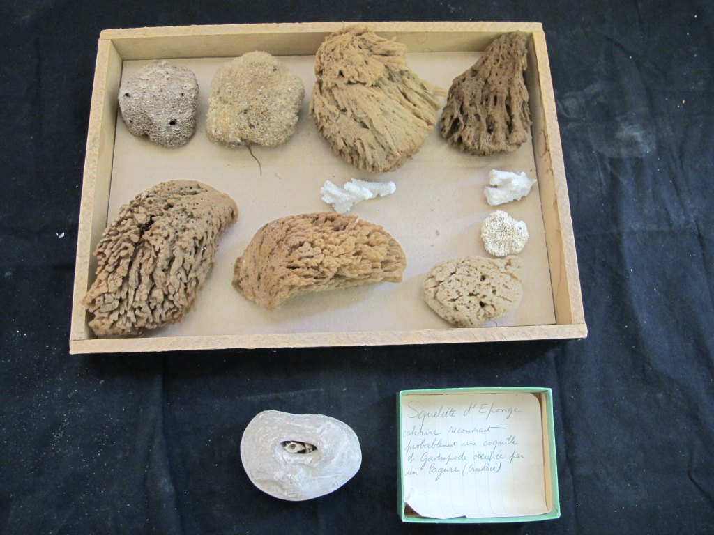 Ensemble (11) de la collection des éponges naturalisés