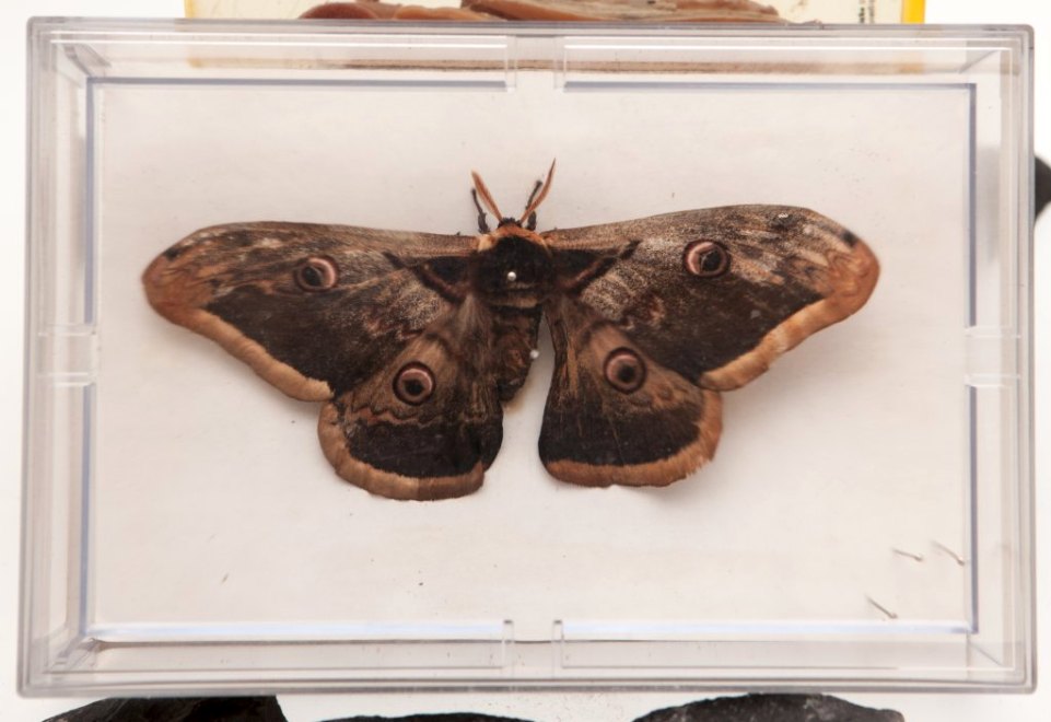 Vue d'un papillon de nuit avec les ailes dépliées.