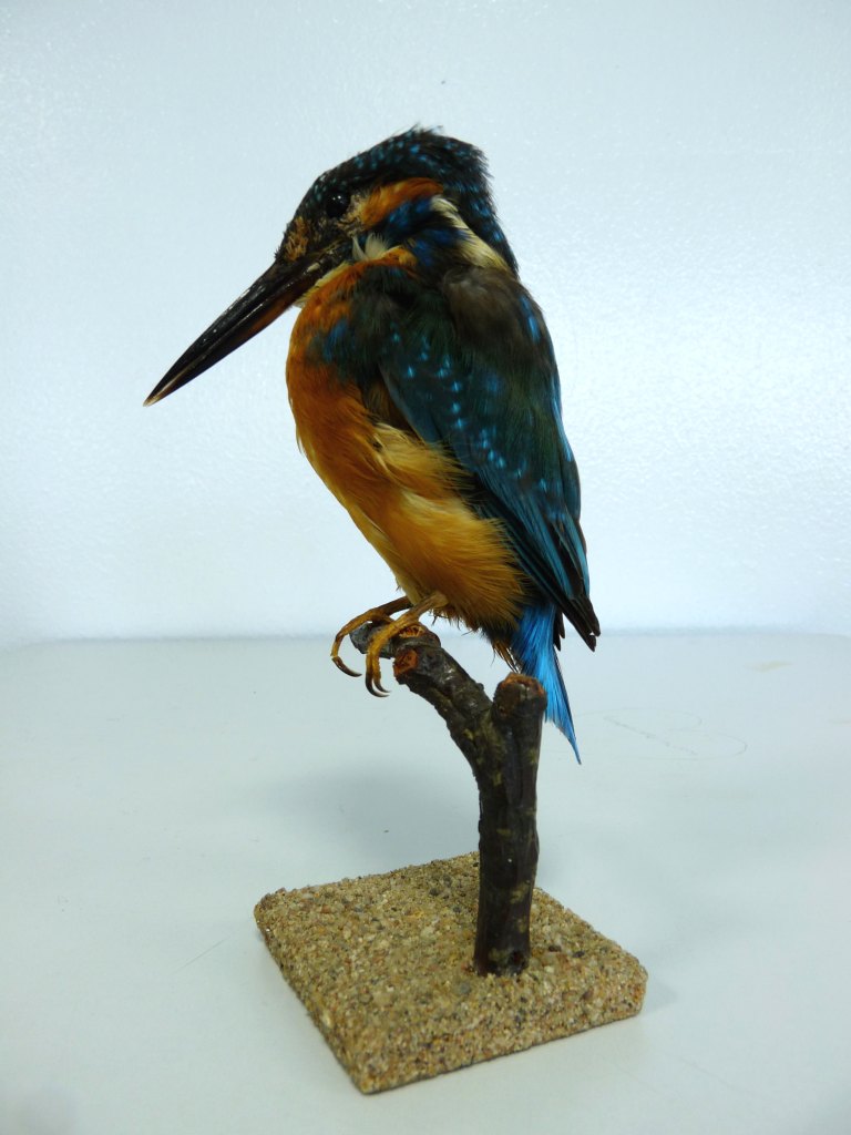 Martin-pêcheur naturalisé