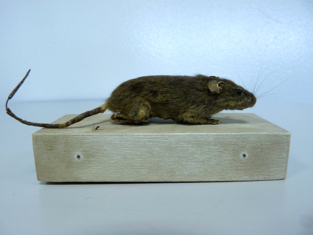Mulot naturalisé