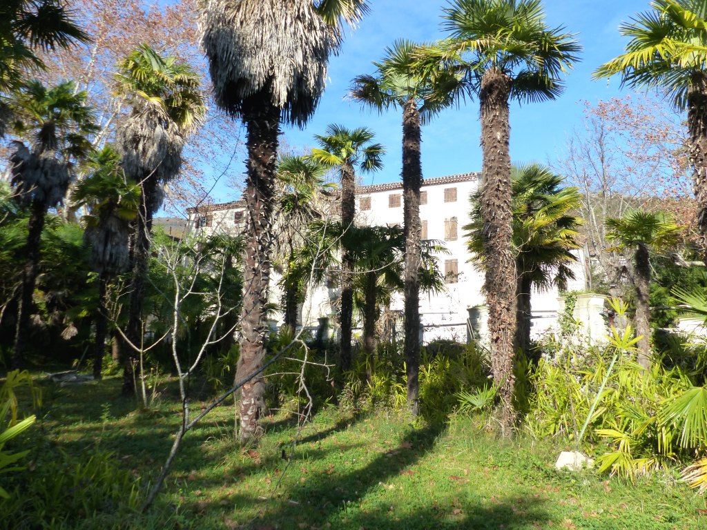 Vue de la palmeraie avec l'hôtel des tilleuls à l'arrière-plan.