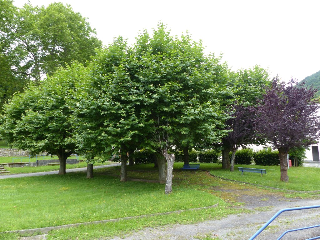 L'ancien jardin.