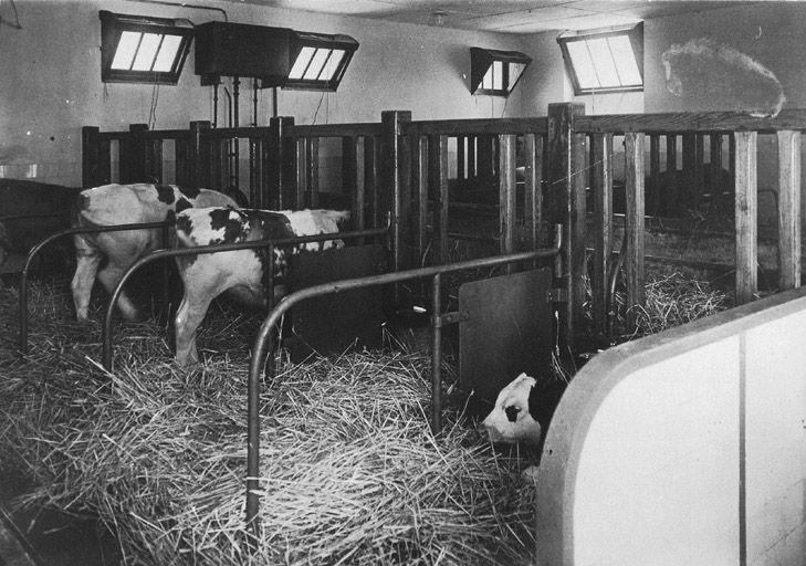 Cité Berliet, la ferme : les vaches