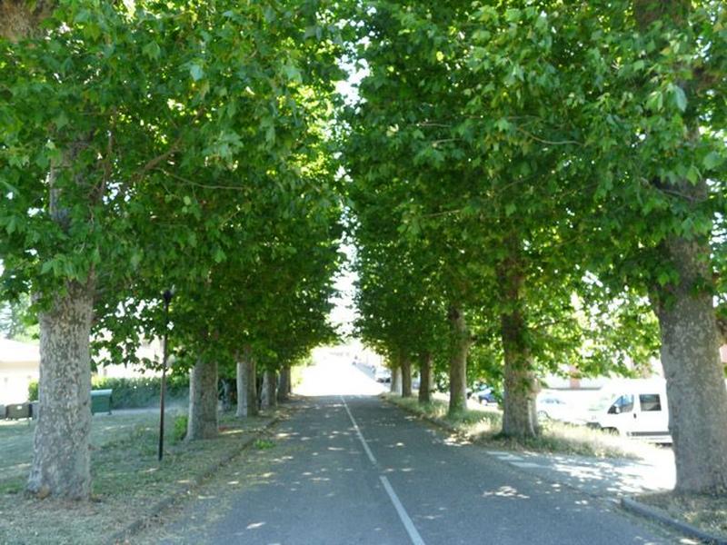 Allée arborée du 7eme RMAT Sabatier