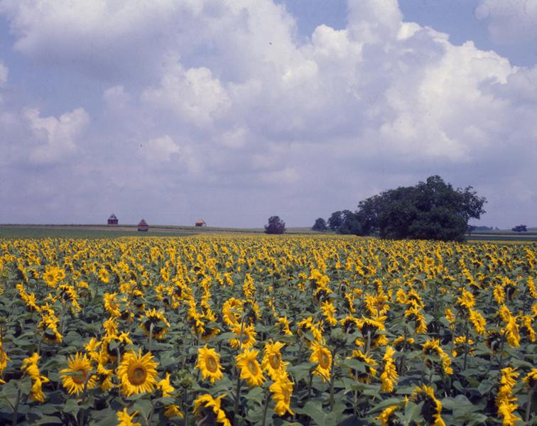 Vue générale du lieu-dit Le Tertre Pouilleux, sur la commune de Maringues.